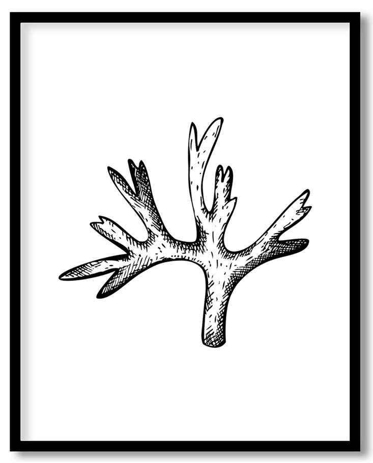 Hand drawn seaweed #20