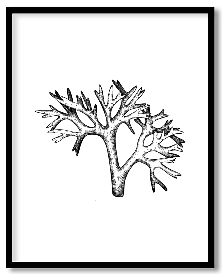 Hand drawn seaweed #21