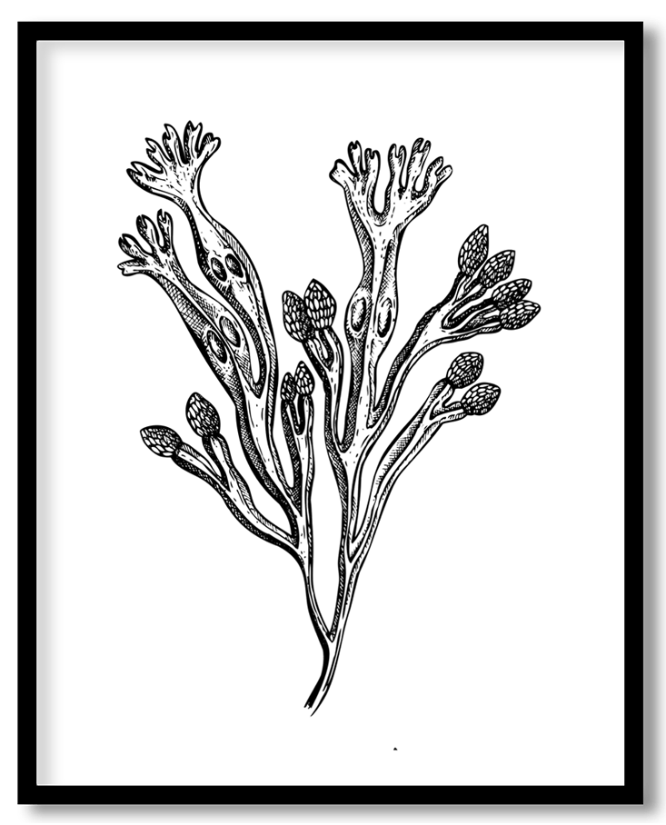 Hand drawn seaweed #22