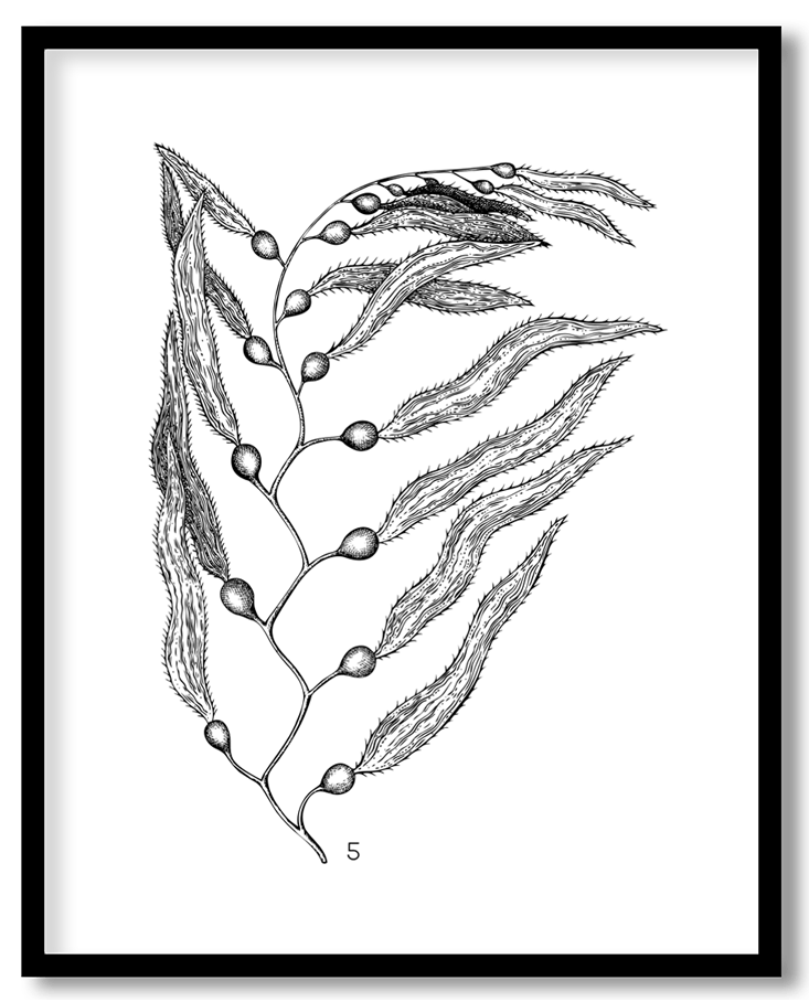 Hand drawn seaweed #23