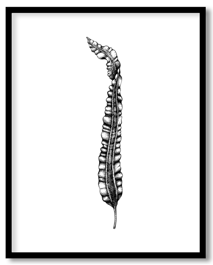 Hand drawn seaweed #24