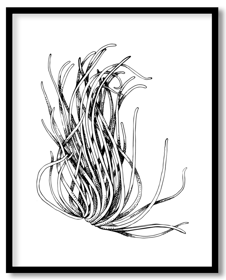 Hand drawn coral reef plant #12