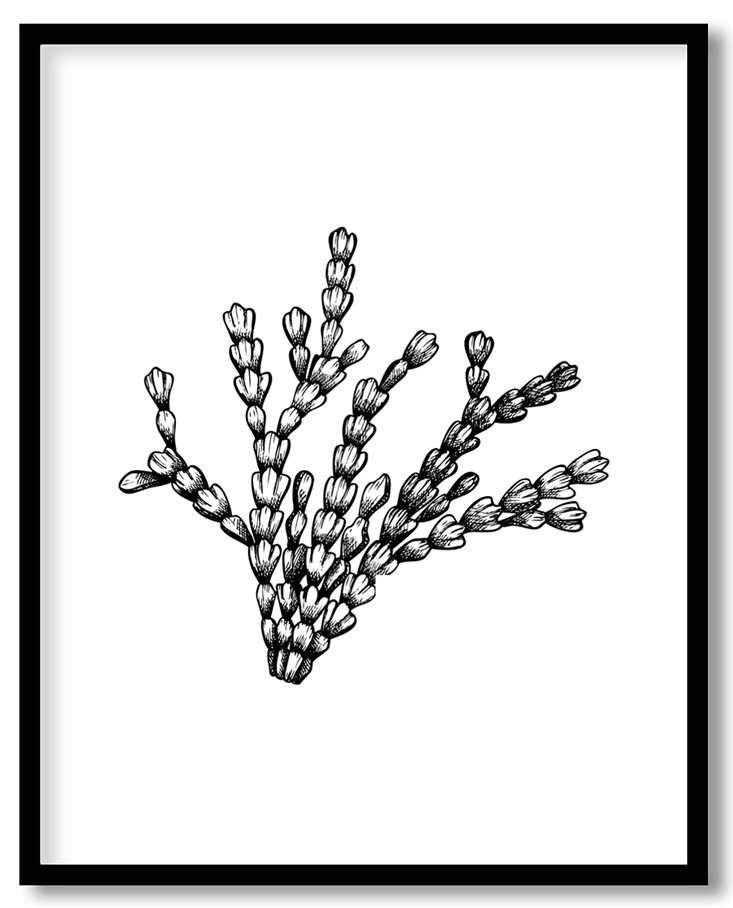 Hand drawn seaweed #11