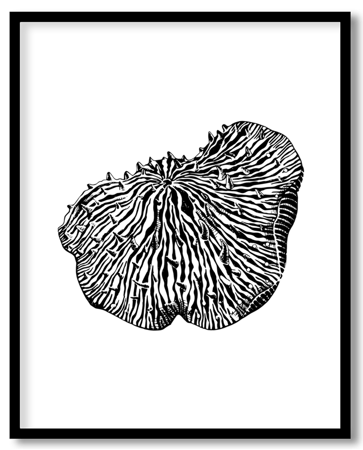 Hand drawn coral reef plant #15