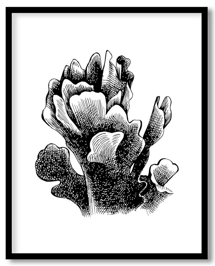 Hand drawn coral reef plant #17