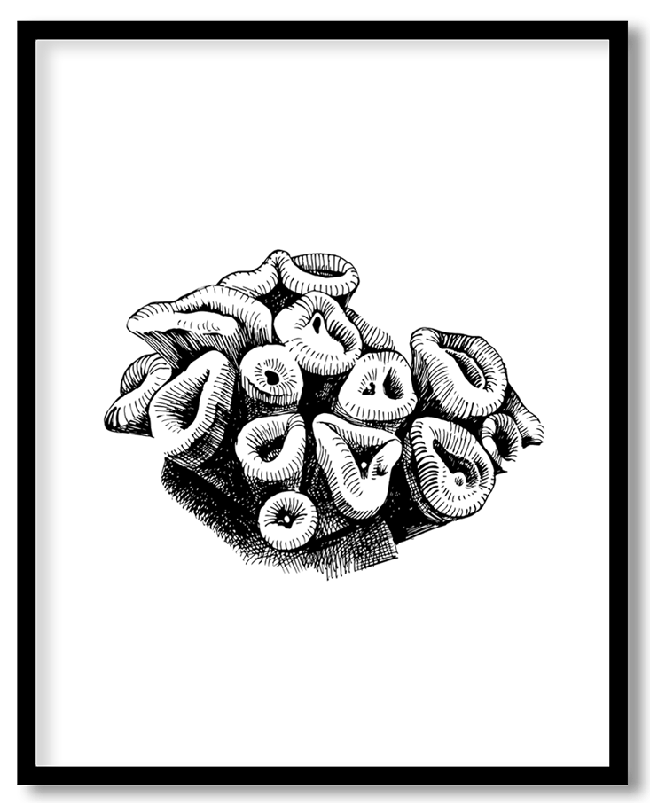 Hand drawn coral reef plant #18