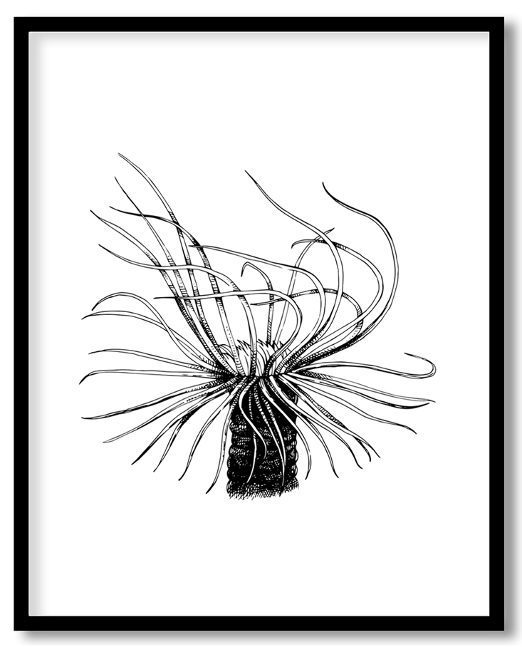 Hand drawn coral reef plant #19