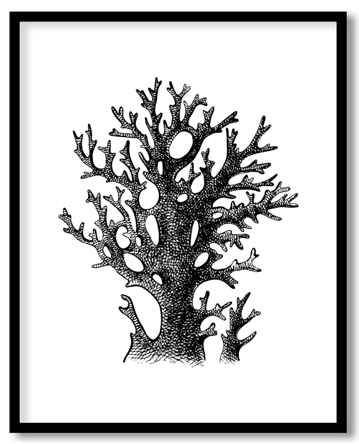 Hand drawn coral reef plant #20