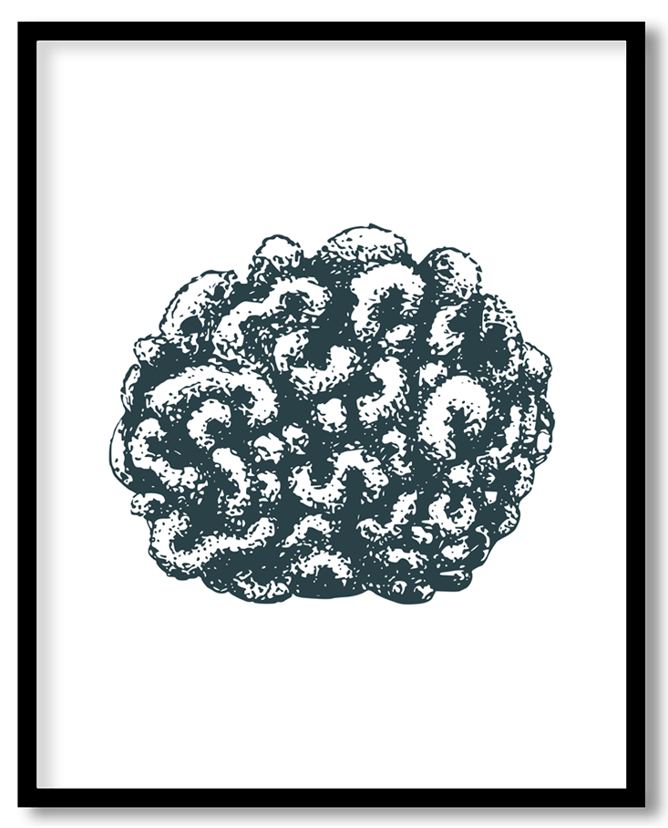 Cauliflower coral #10