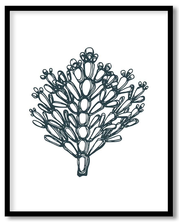 Corallina officinalis coral