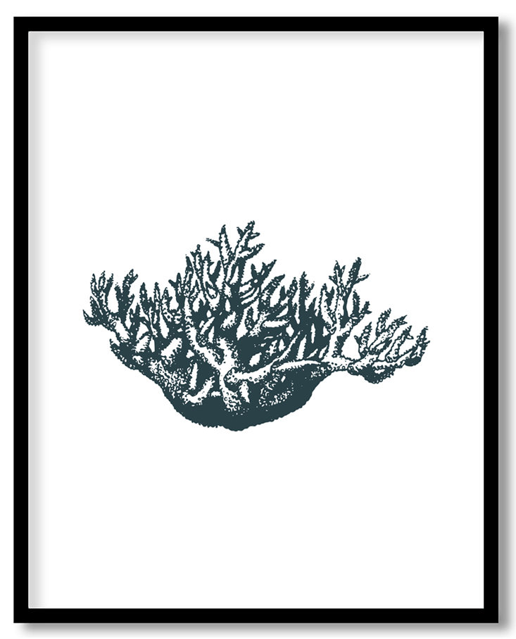 Acropora coral