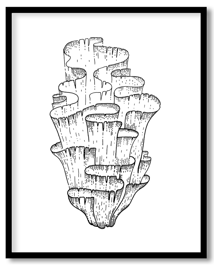 Underwater sea coral #14