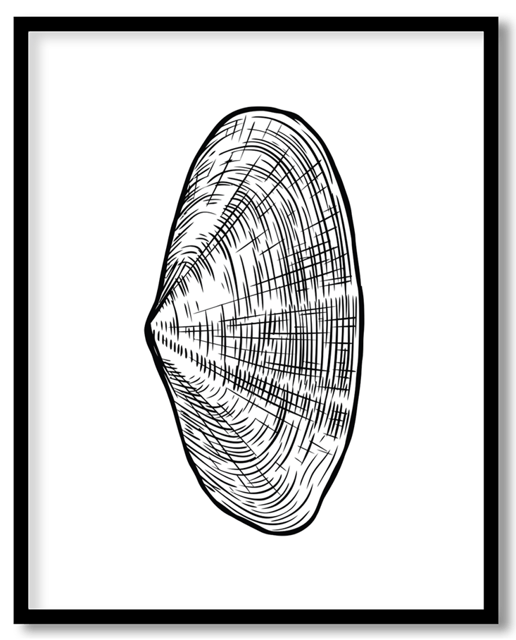 Hand drawn seashell #13