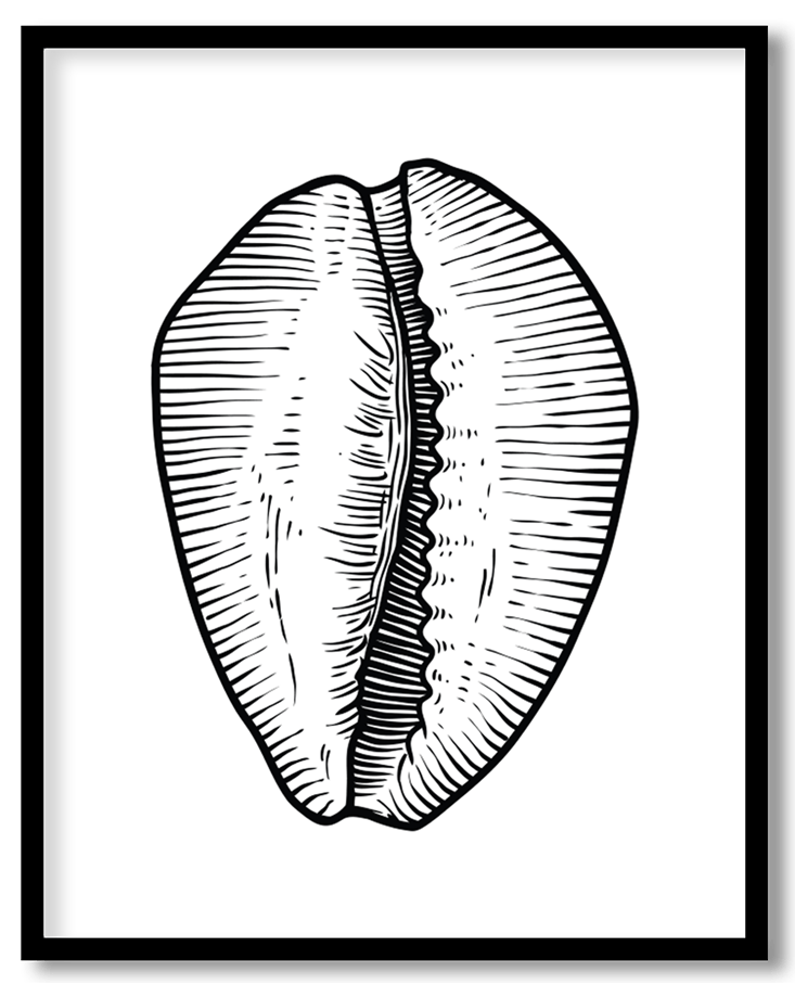 Hand drawn seashell #15