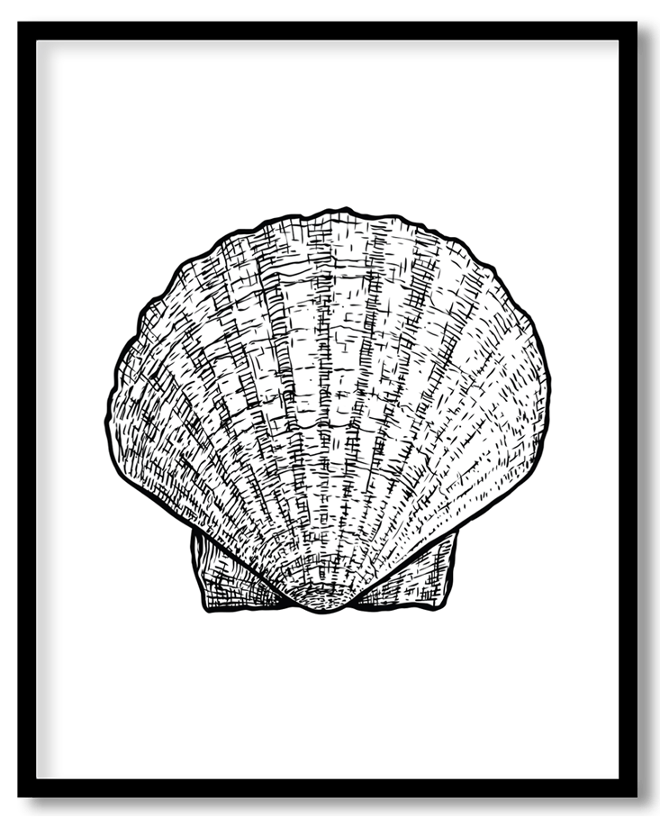 Hand drawn seashell #18