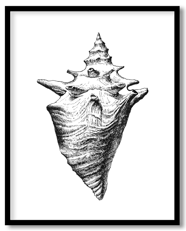 Hand drawn seashell #19