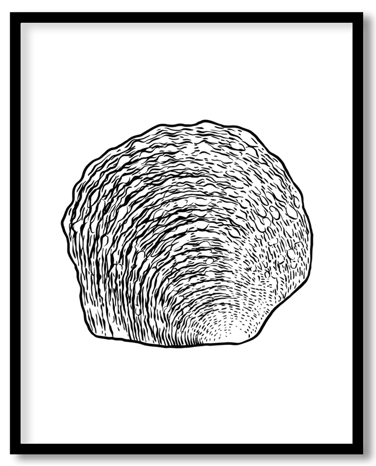 Hand drawn seashell #20