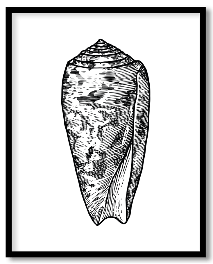 Hand drawn seashell #21