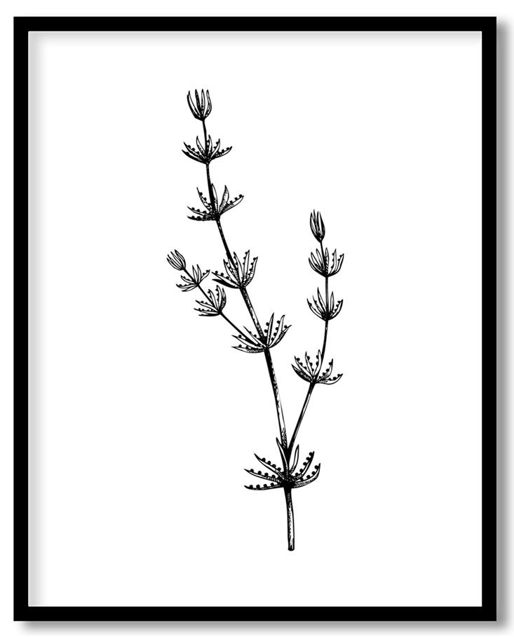 Hand drawn seaweed #15