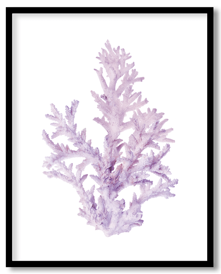 Orange sea fan coral