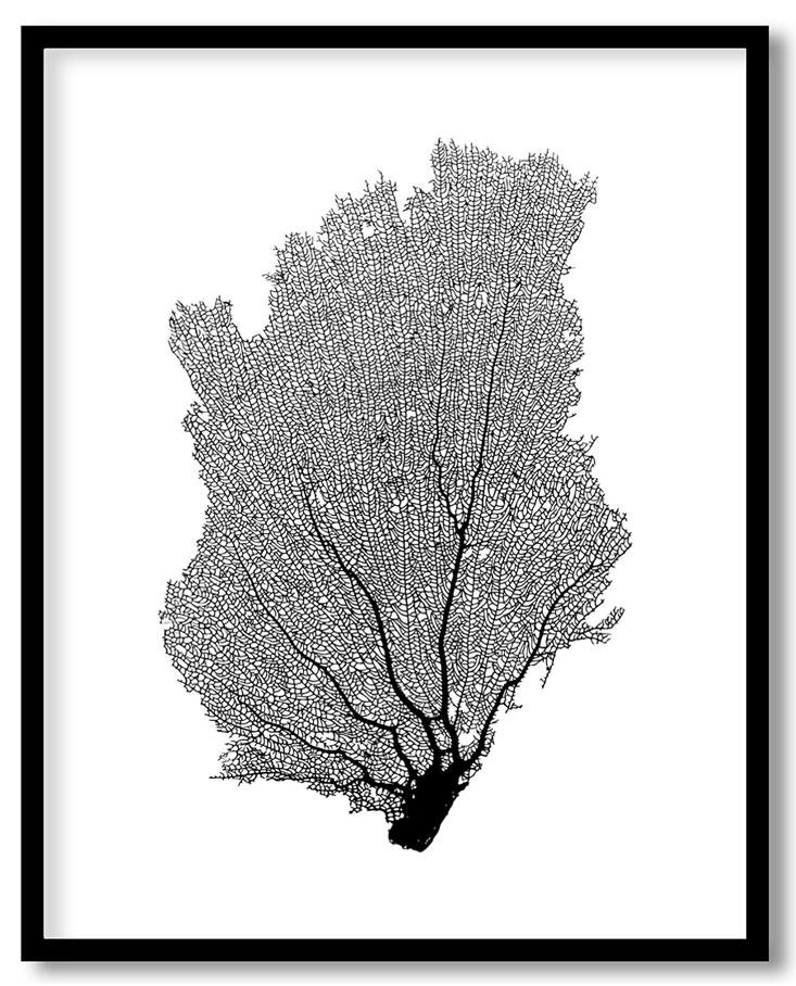 Hand Drawn seashell #22