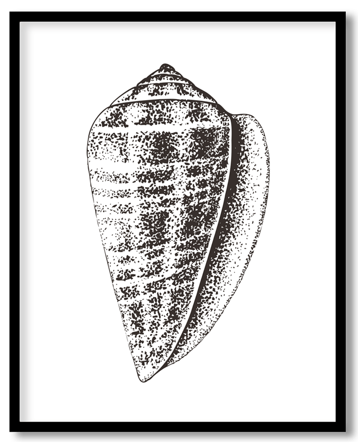 Hand Drawn seashell #23