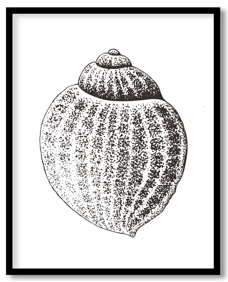 Hand Drawn seashell #24
