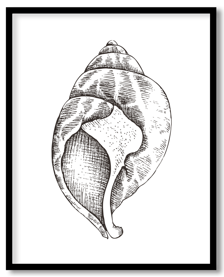 Hand Drawn seashell #26