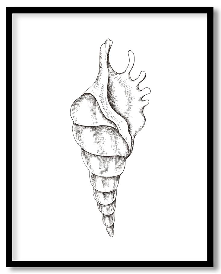 Hand Drawn seashell #27