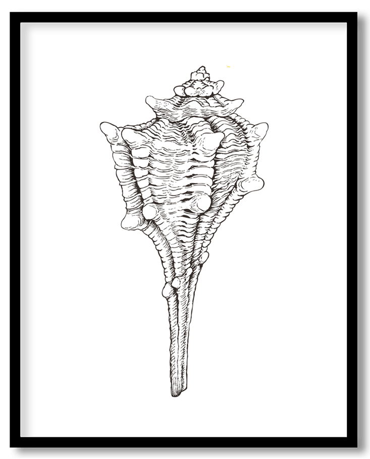 Hand Drawn seashell #28