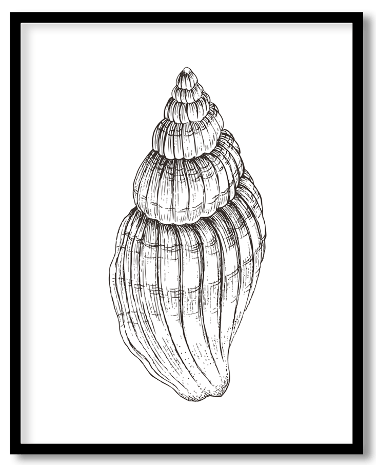 Hand Drawn seashell #29