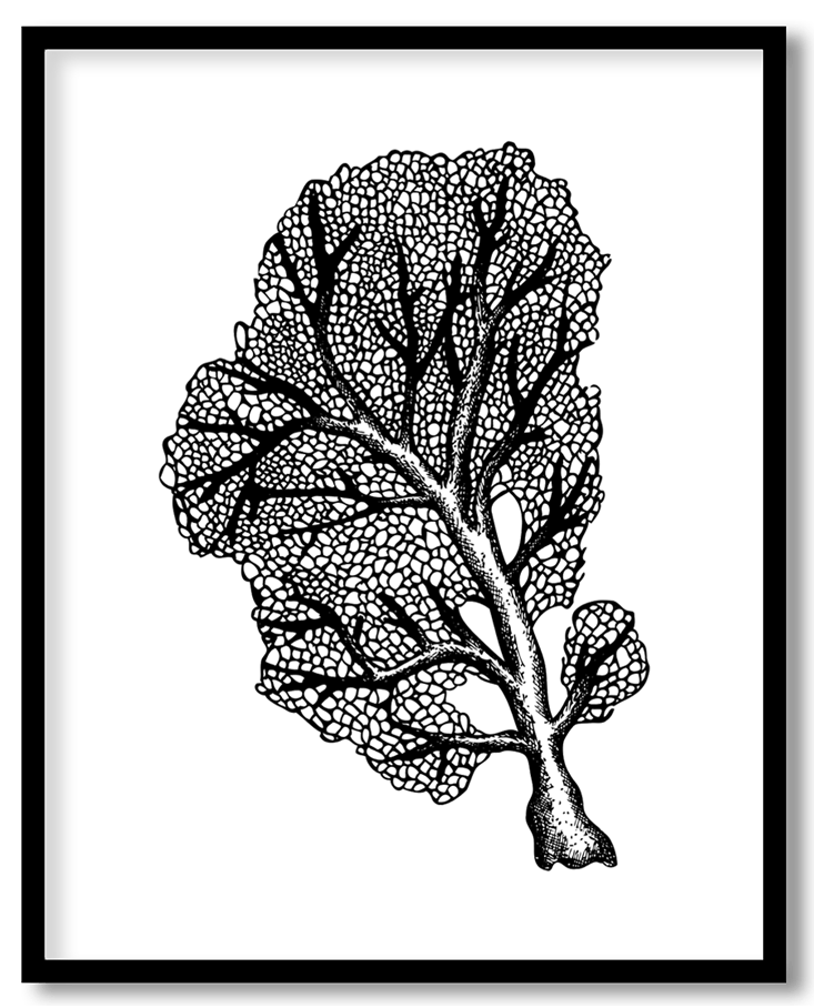 Hand drawn seaweed #18