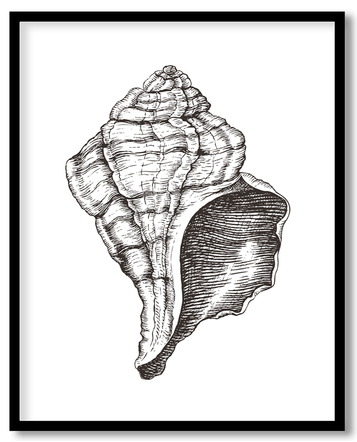 Hand Drawn seashell #31