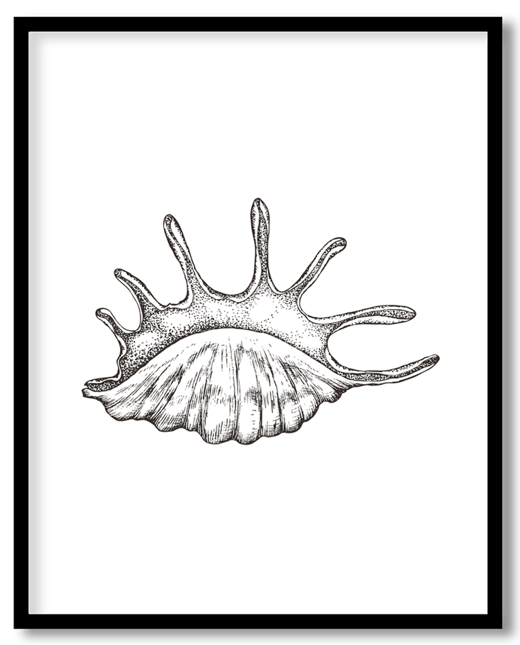 Hand Drawn seashell #32