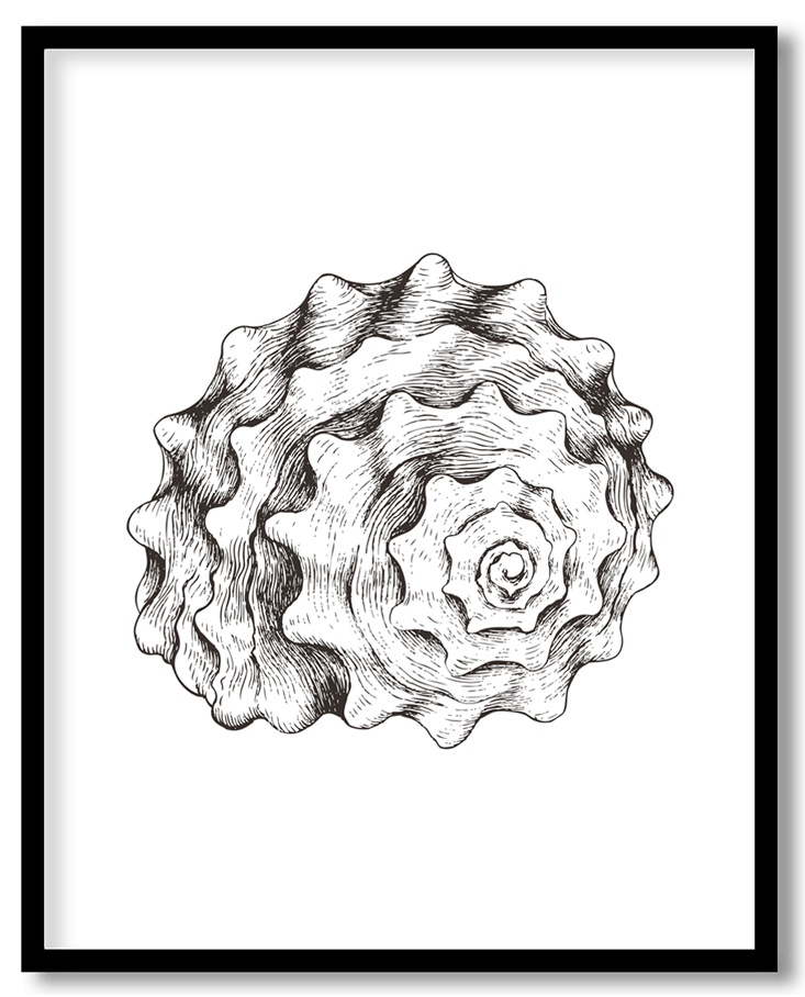 Hand Drawn seashell #34