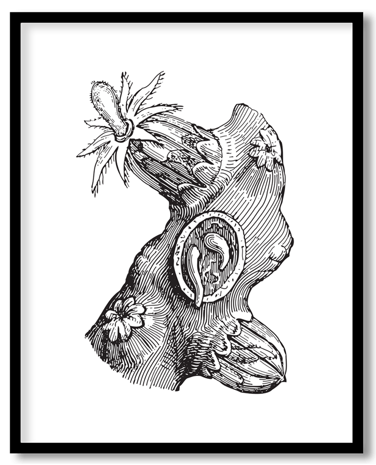 Vintage corallium rubrum coral #11