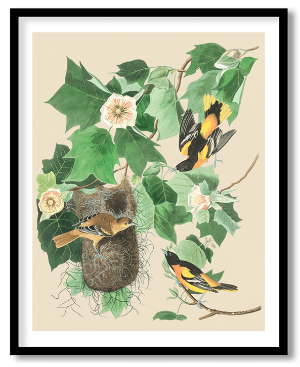 Baltimore oriole by John James Audubon