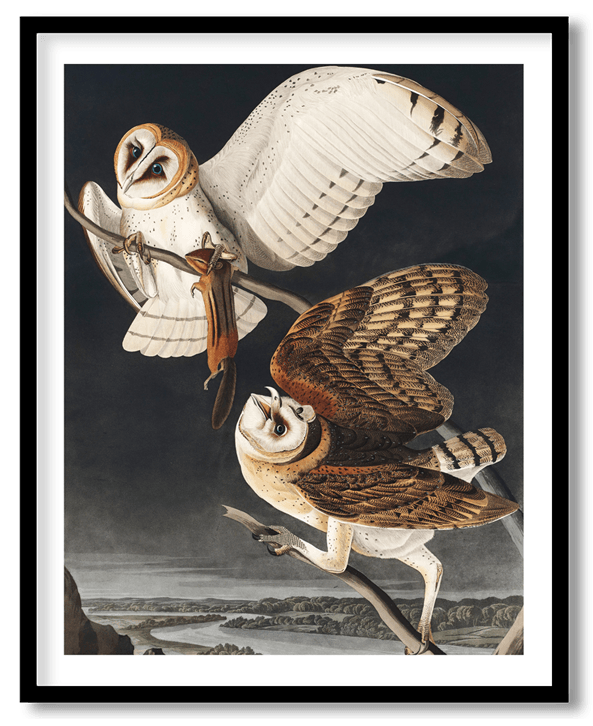 Barn owl by John James Audubon