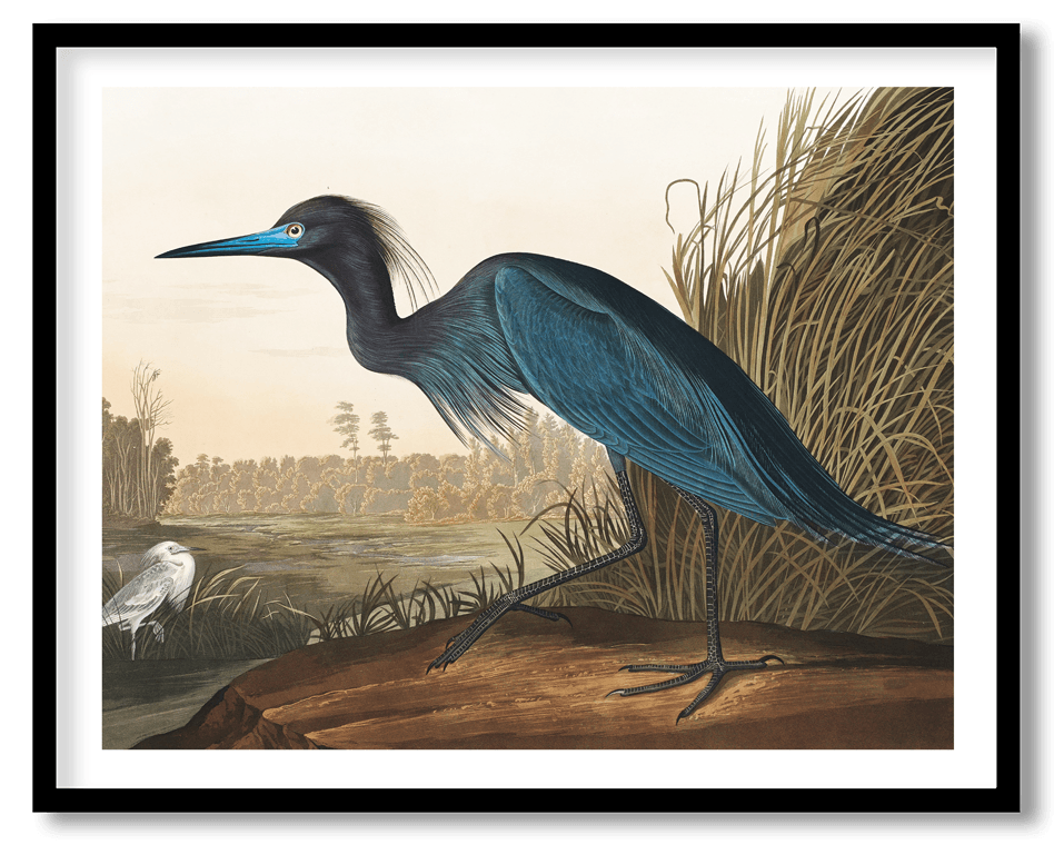 Blue heron by John James Audubon