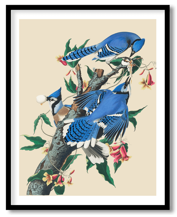 Blue jay by John James Audubon