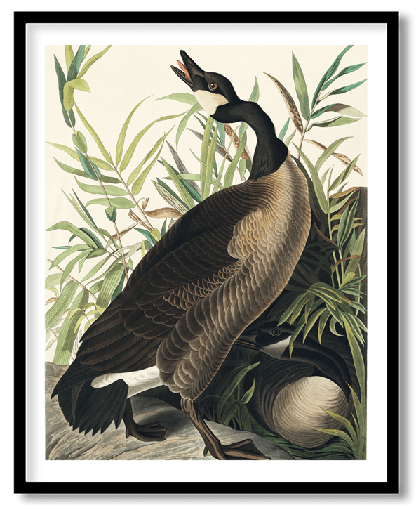 Canada goose by John James Audubon