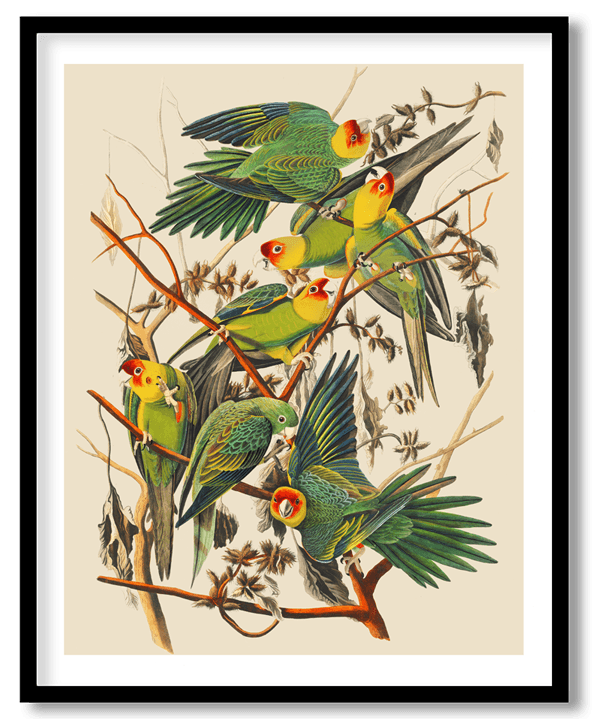 Carolina parrot by John James Audubon