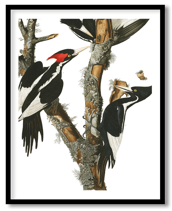 Cuban ivory billed woodpecker by John James Audubon