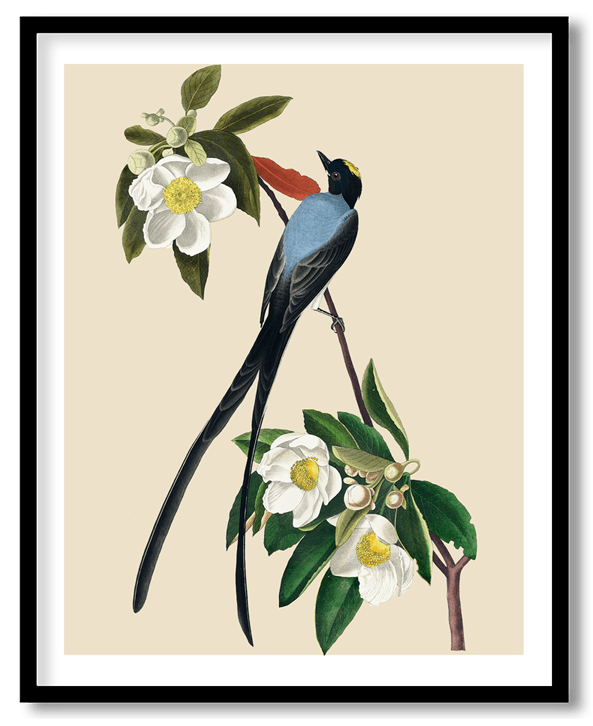 Flycatcher by John James Audubon