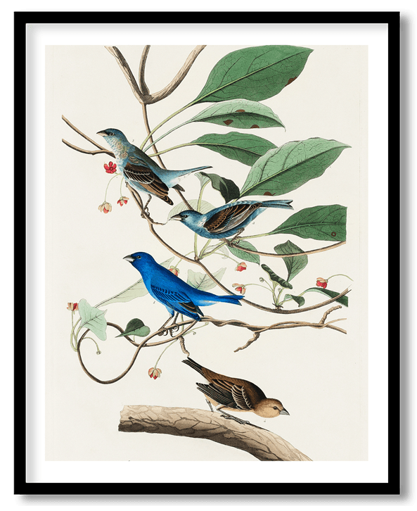 Indigo bunting by John James Audubon