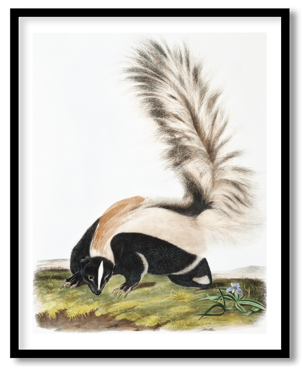 Large tailed skunk by John James Audubon