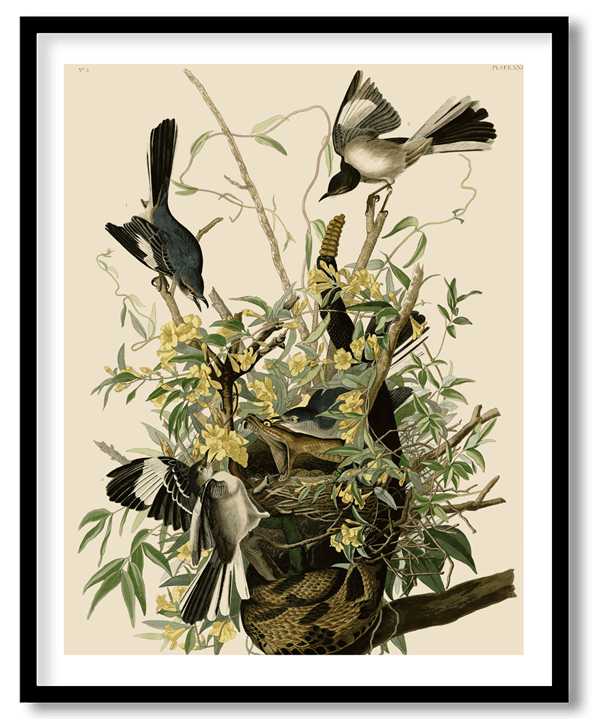 Mockingbird by John James Audubon
