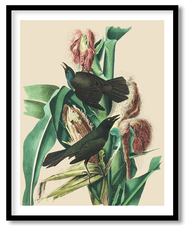 Purple grackle by John James Audubon