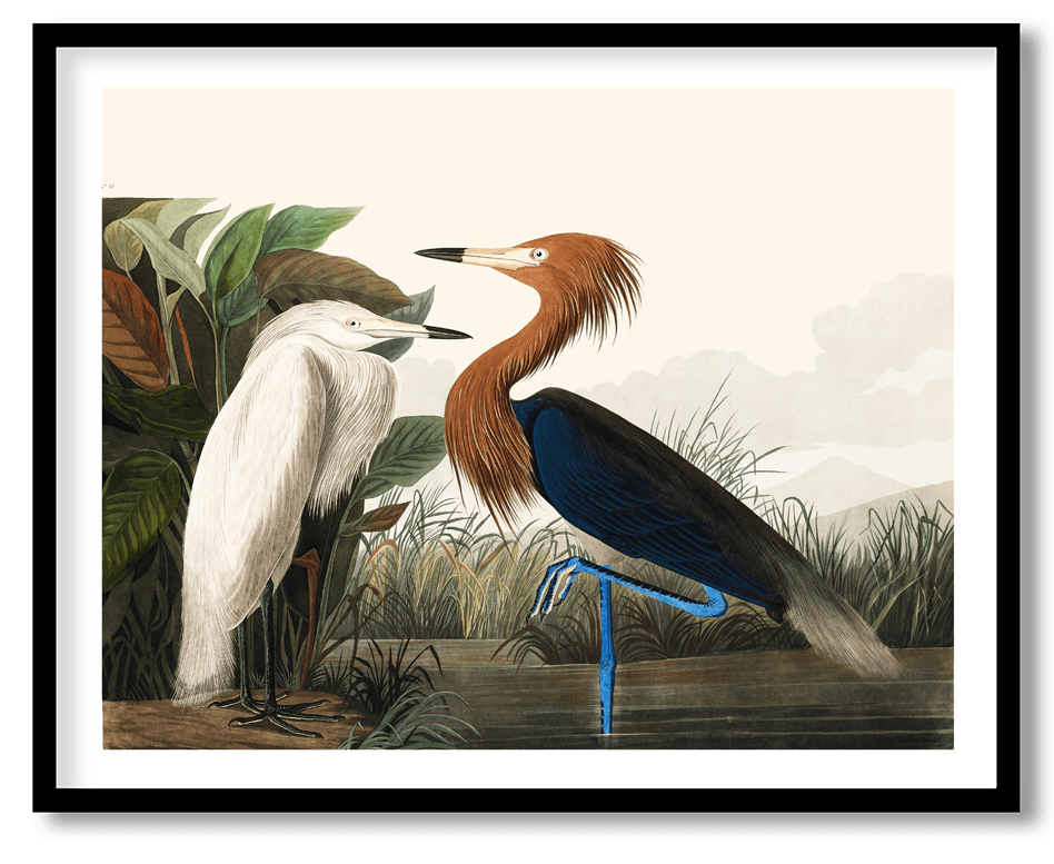 Purple heron by John James Audubon