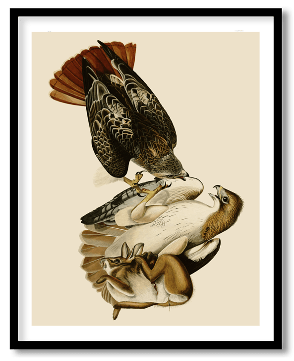 Red tailed hawk by John James Audubon